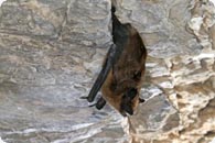 Breitfluegelfledermaus c Kunz G